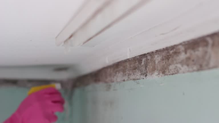 Best Attic Mold Removal  in St Helen, MI